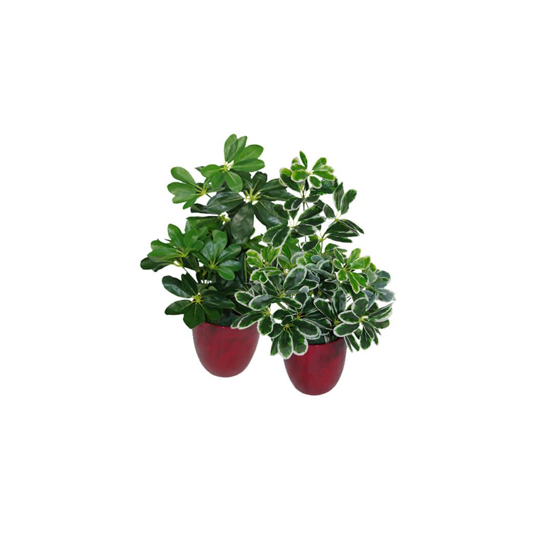 55cm Variegated Artificial Umbrella Plant