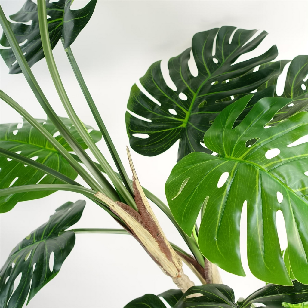 150cm (5ft) Luxury Monstera Plant Black Pot Copper Metal Planter