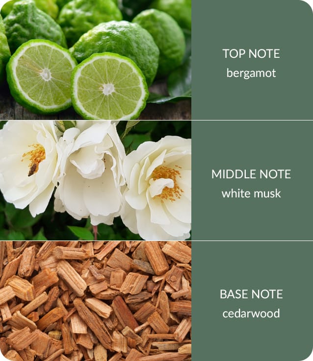 Cedarwood & White Musk Fragrance Diffuser -140ml - Up to 16 Weeks of Fragrance