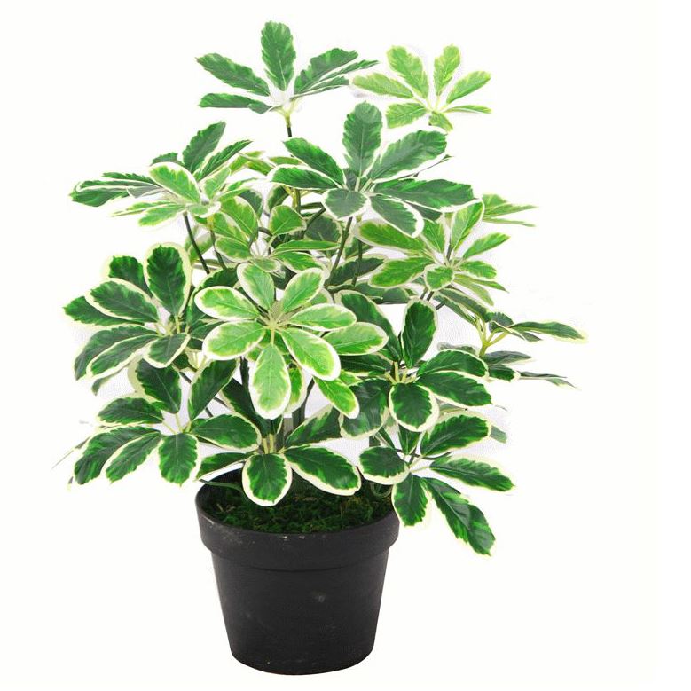 55cm Variegated Artificial Umbrella Plant