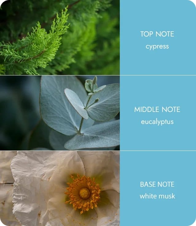 Tranquility Fragrance Diffuser -70ml - Up to 12 Weeks of Fragrance